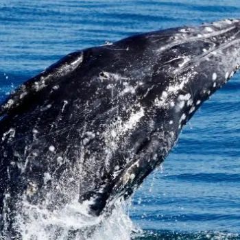 A humpback whale breaching the surface of the ocean, with water splashing around its body.