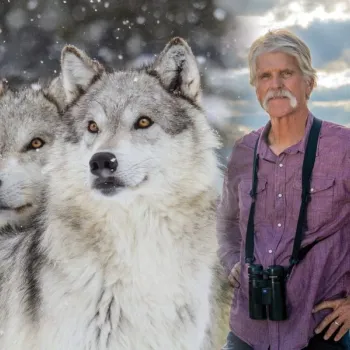 Two gray wolves stand in snowy conditions on the left, while a man with binoculars stands outdoors in a landscape on the right.
