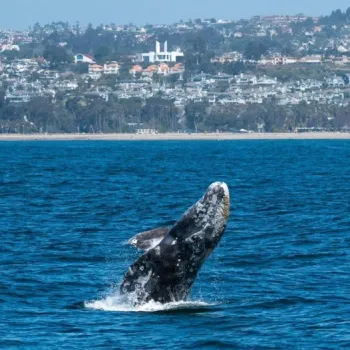 A gray whale breaches the surface of the ocean near a coastal city with buildings visible in the background.