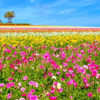 A vibrant field of blooming flowers in pink, yellow, and white stretches toward buildings and palm trees under a blue sky.
