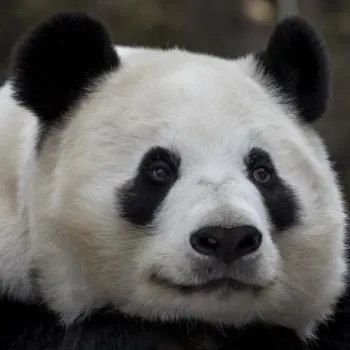 A giant panda with black and white fur looks forward while sitting, with a blurred natural background.