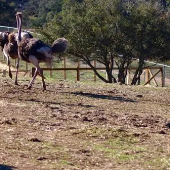 A group of ostriches walk together while a zebra stands alone on a fenced, grassy field with trees in the background.