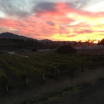 Rows of grapevines in a vineyard at sunset, with a dramatic sky of orange and pink clouds, silhouetted trees, and mountains in the background.