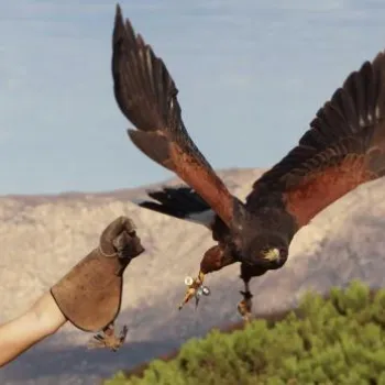 A woman wearing a cap and glove releases a large bird of prey, possibly a hawk, in a mountainous outdoor setting.