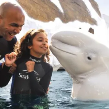 A man and a young girl in wetsuits interact with a beluga whale in an outdoor aquatic exhibit at SeaWorld.