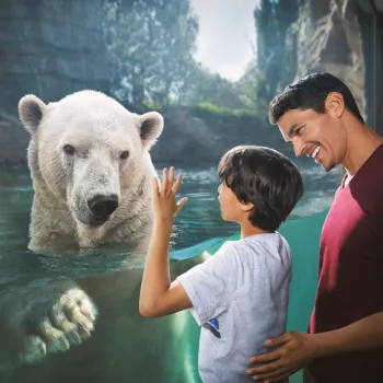 A man and a child observe a polar bear through aquarium glass; the child raises a hand toward the bear while the man smiles and stands beside him.