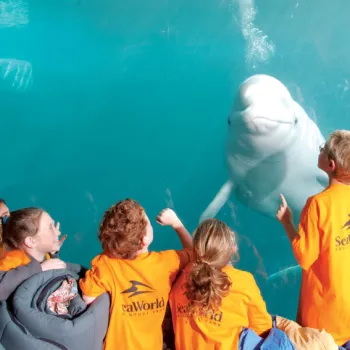 Five children in orange SeaWorld shirts observe a beluga whale swimming close to the glass at an aquarium exhibit.