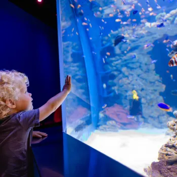 A young child with curly blond hair observes colorful fish in a large aquarium, reaching out toward the glass.