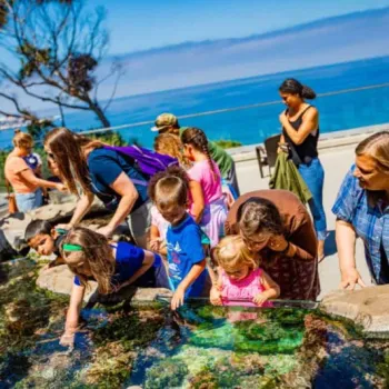 A group of children and adults gather around an outdoor touch pool, interacting with marine life under clear, sunny skies by the ocean.
