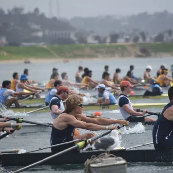 Multiple rowing teams compete in a race on a river, with rowers synchronized in their strokes and a seagull perched on a buoy in the foreground.
