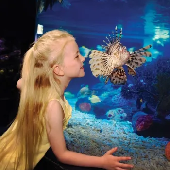 A young girl with long blonde hair looks closely at a lionfish through the glass of a large aquarium decorated with coral and rocks.