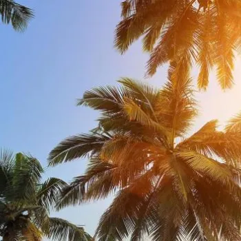 Tall palm trees with green fronds silhouetted against a clear blue sky, with sunlight shining through the leaves.