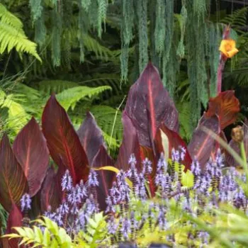 A garden scene with lush green ferns, cascading hanging plants, red-leaved tropical plants, and clusters of small purple flowers.