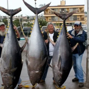 Three men stand outdoors, each holding a large tuna by the tail. The fish are almost as tall as the men. Buildings and parked vehicles are visible in the background.