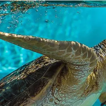 A sea turtle swims underwater near the surface in clear blue water, with one flipper extended and sunlight filtering through.