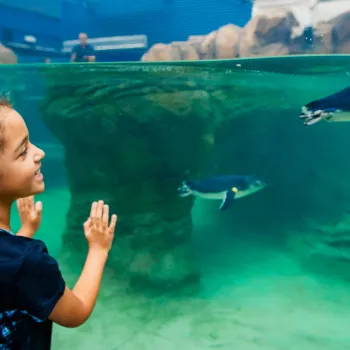 Small Wonders: 10 of San Diego’s Real-life Mini Marvels 