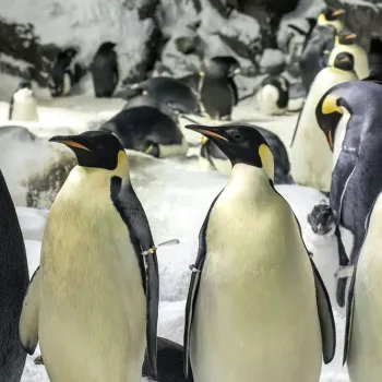 Must-See California Theme Parks & Attractions in San Diego