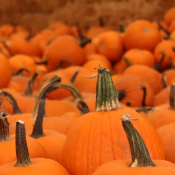 Pumpkin Patches