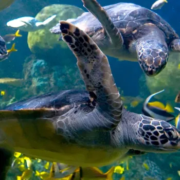 Value Attraction Packages