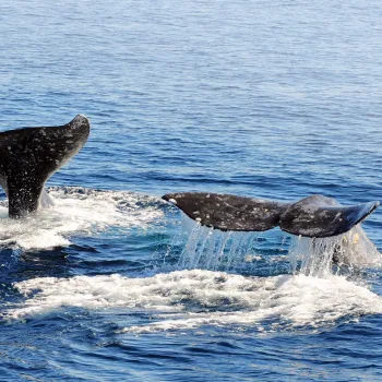 Whale Watching