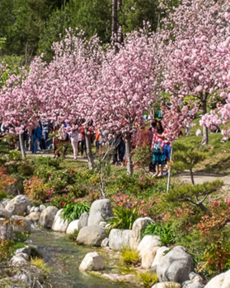 Floral Celebrations in San Diego