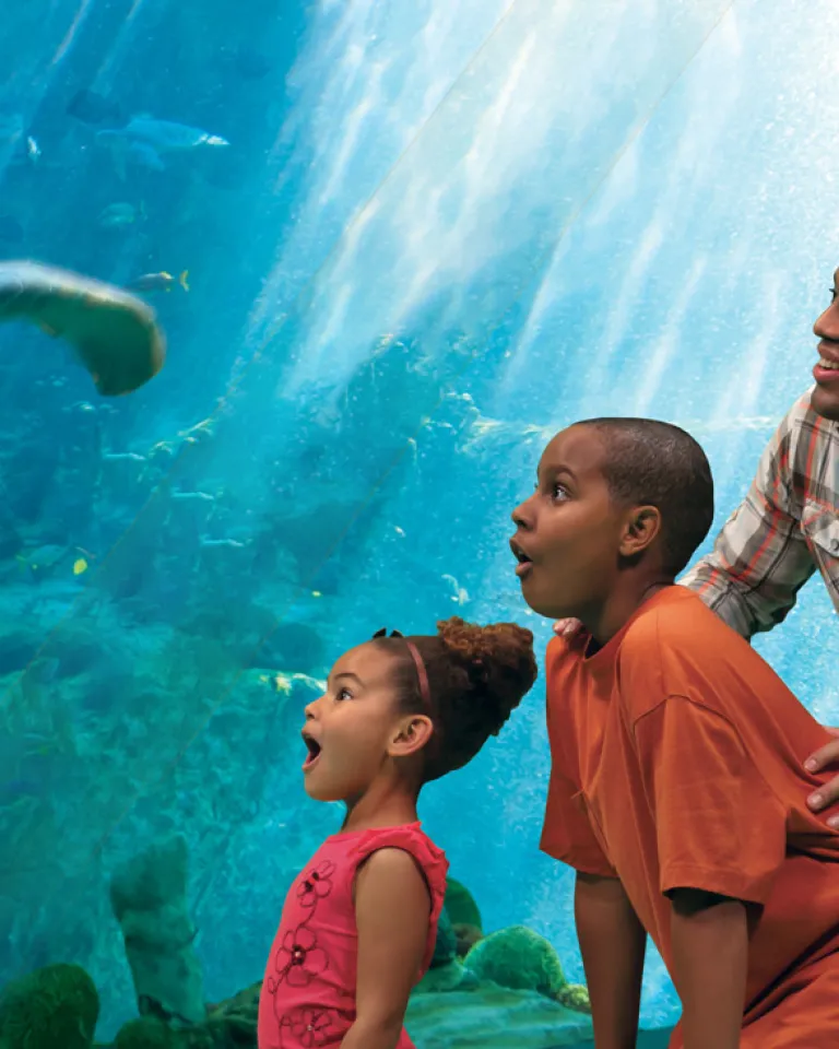 Family is excited viewing a sea turtle close-up in aquarium 