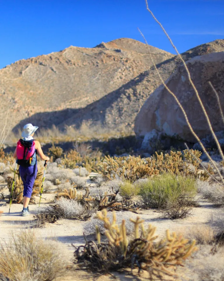 A hiker with walking sticks approaches mountains in Anza Borrego Desert State Park near Borrego Springs in San Diego County.