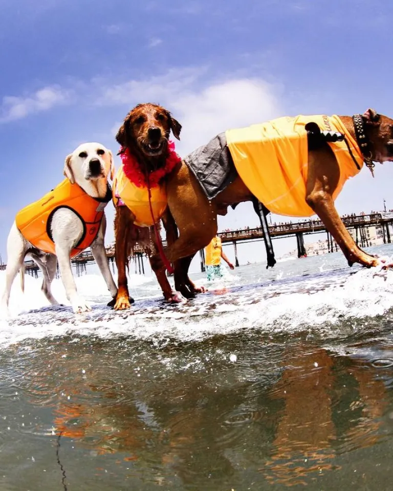 Three dogs wearing orange life jackets stand on a surfboard in the ocean in San Diego, with a pier and people visible in the background under a partly cloudy sky.