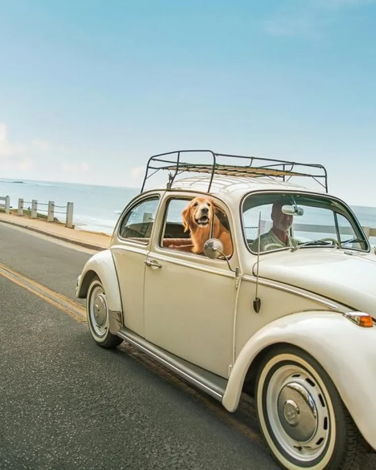 Golden retriever dog sticks head out of window of VW Bug along the San Diego coastline