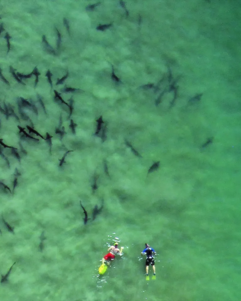 Leopard Sharks at La Jolla Shores