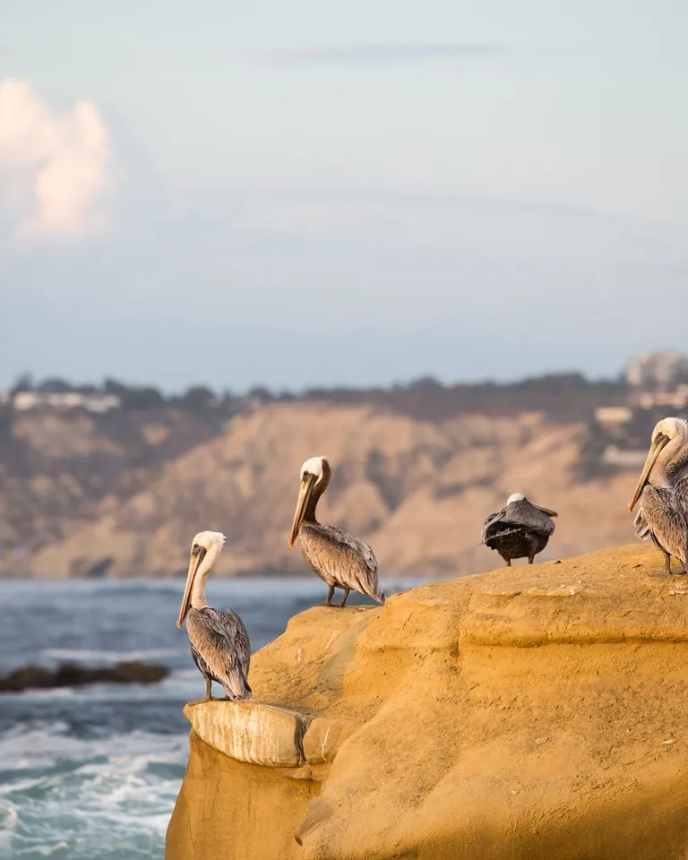 Five pelicans perch on a rocky outcrop by the ocean, with coastal cliffs and distant buildings visible in the background under a partly cloudy sky.