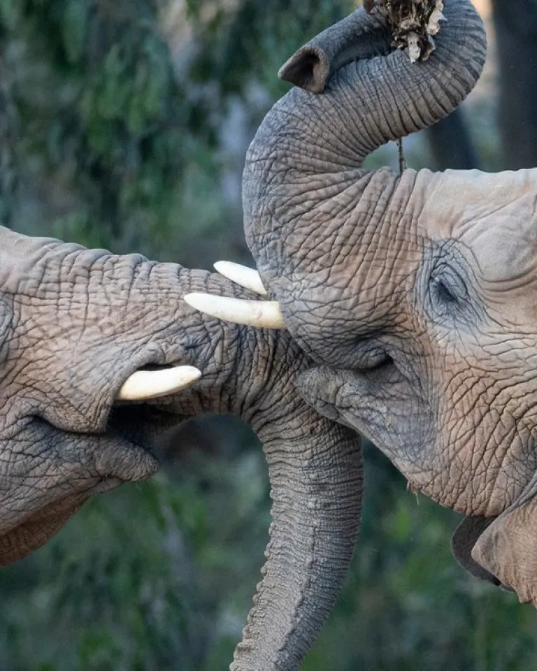 Elephants at the San Diego Zoo Safari Park