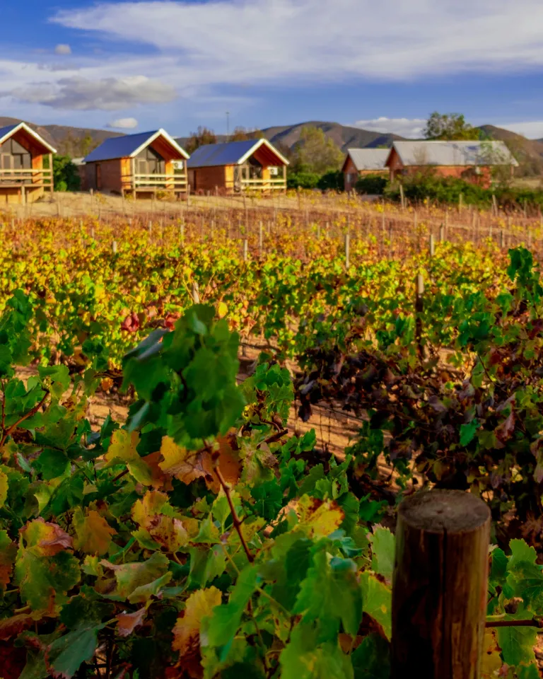 Cabins overlooking a vineyard in Valle de Guadalupe in Mexico