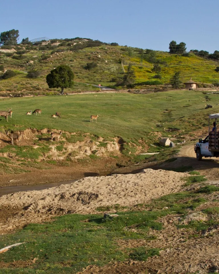 A safari truck with passengers drives through a grassy field with several antelope grazing, set against a hillside with scattered trees at the San Diego Zoo Safari Park.