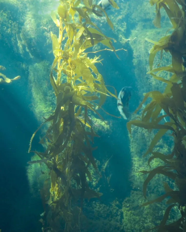 Underwater scene with sunlight filtering through kelp, revealing fish swimming among the plants.