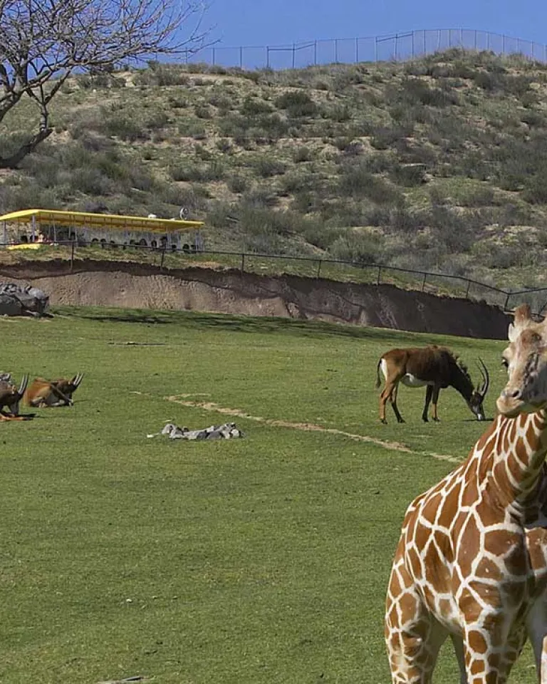 7 Things to Do, See, and Eat in North Inland San Diego