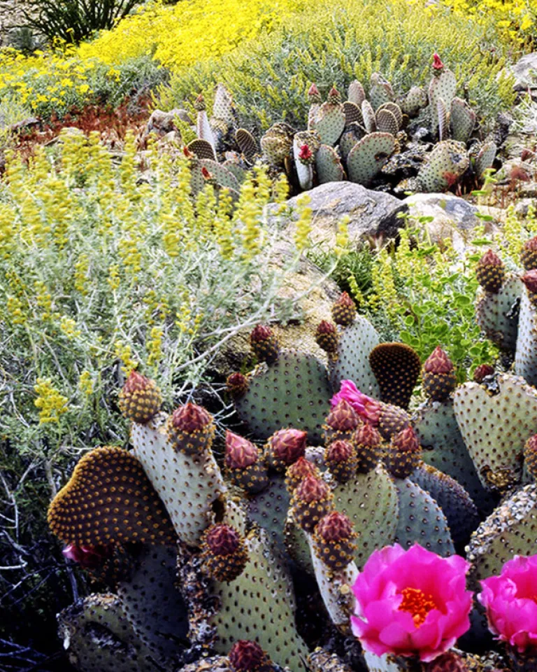 Anza-Borrego Desert Wildflowers Hikes