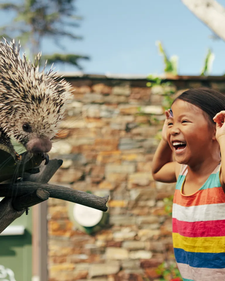 Spring Attraction Action