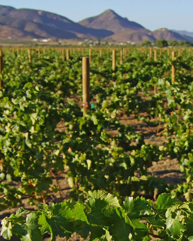 Discover Baja California’s Wine Region