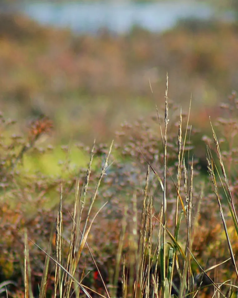 Best Bird Watching in Imperial Beach