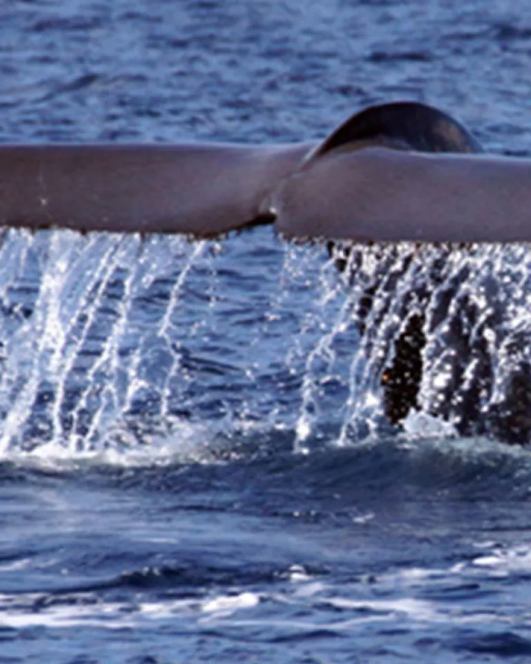 Whale Watching in San Diego