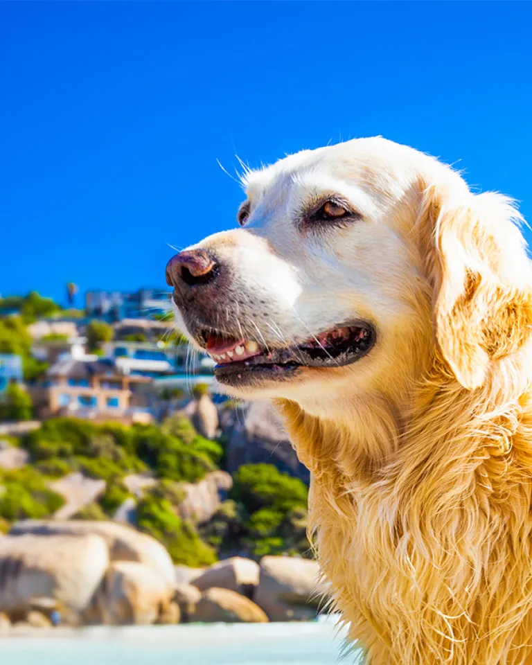 2021 IACP Educational Conference