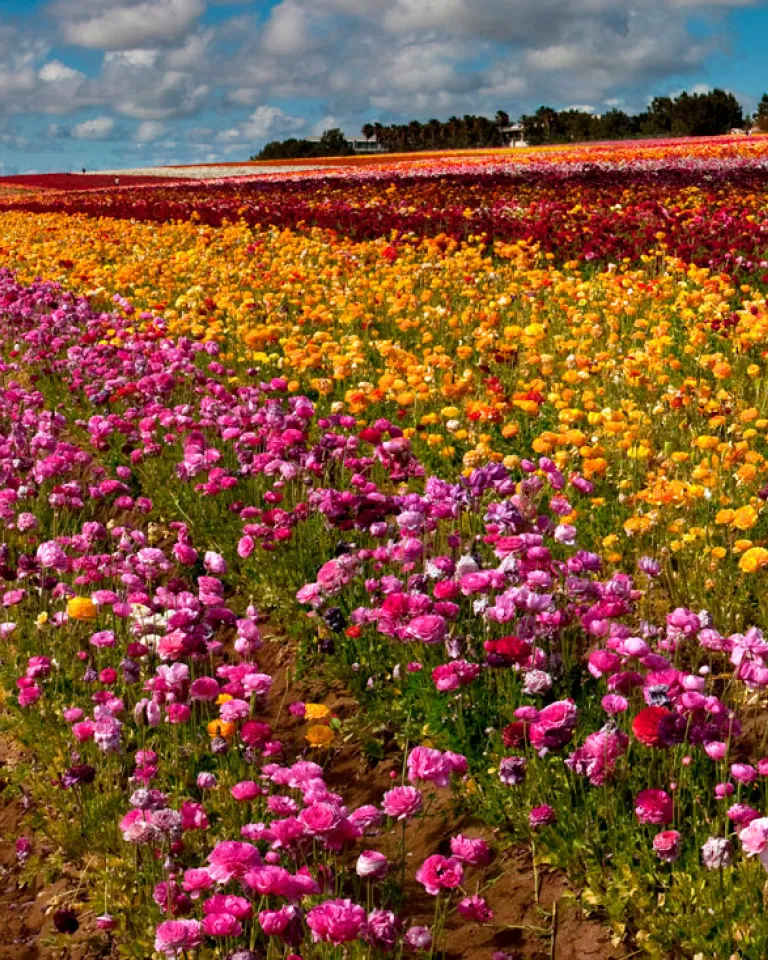 The Flower Fields of Carlsbad