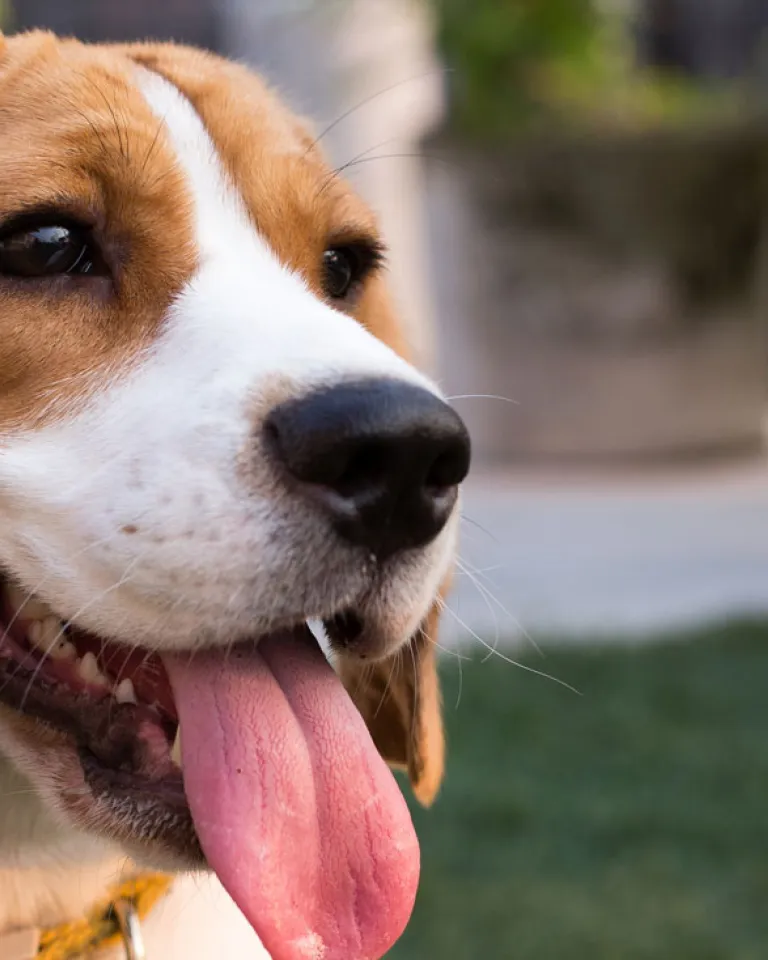 Dog Friendly Breweries