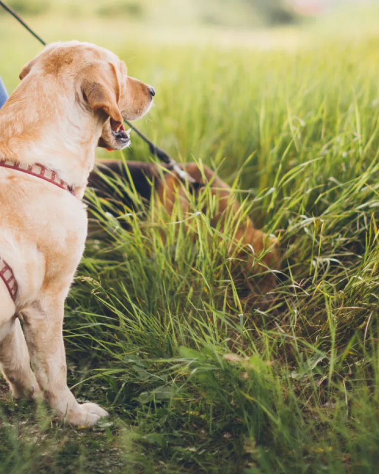 Seven Dog-Friendly Hikes
