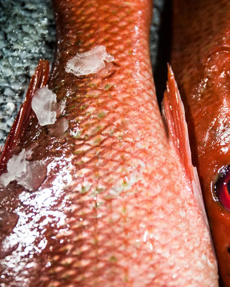 Processing & Shipping Your Caught Fish