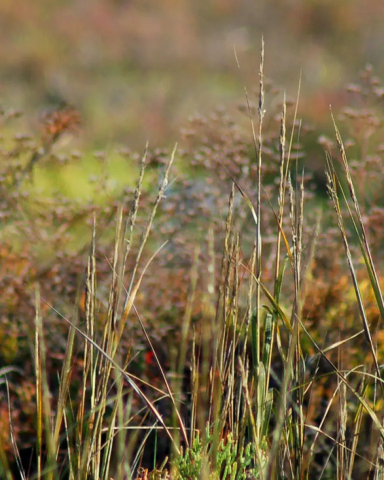 Birding in San Diego