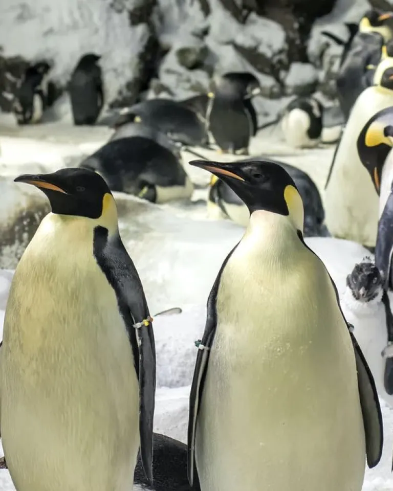 Must-See California Theme Parks & Attractions in San Diego