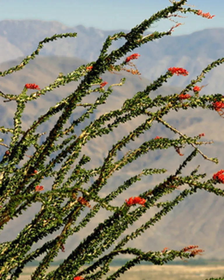 San Diego East County Deserts