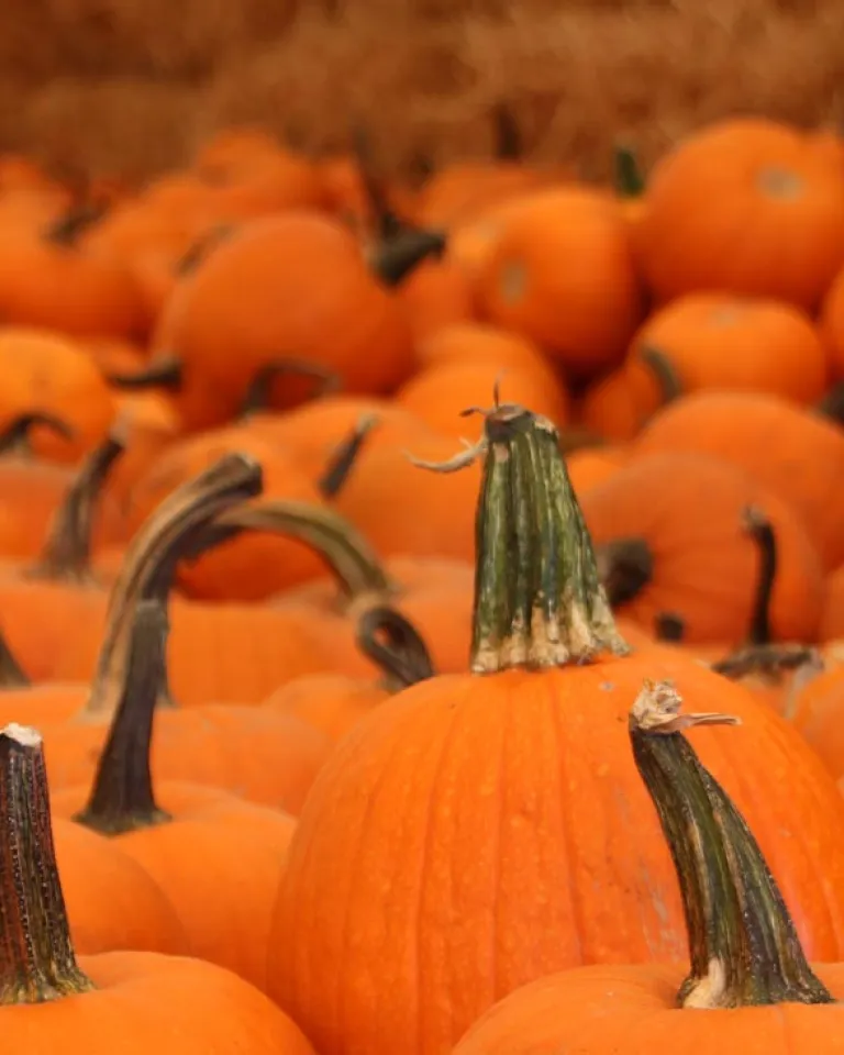 Pumpkin Patches